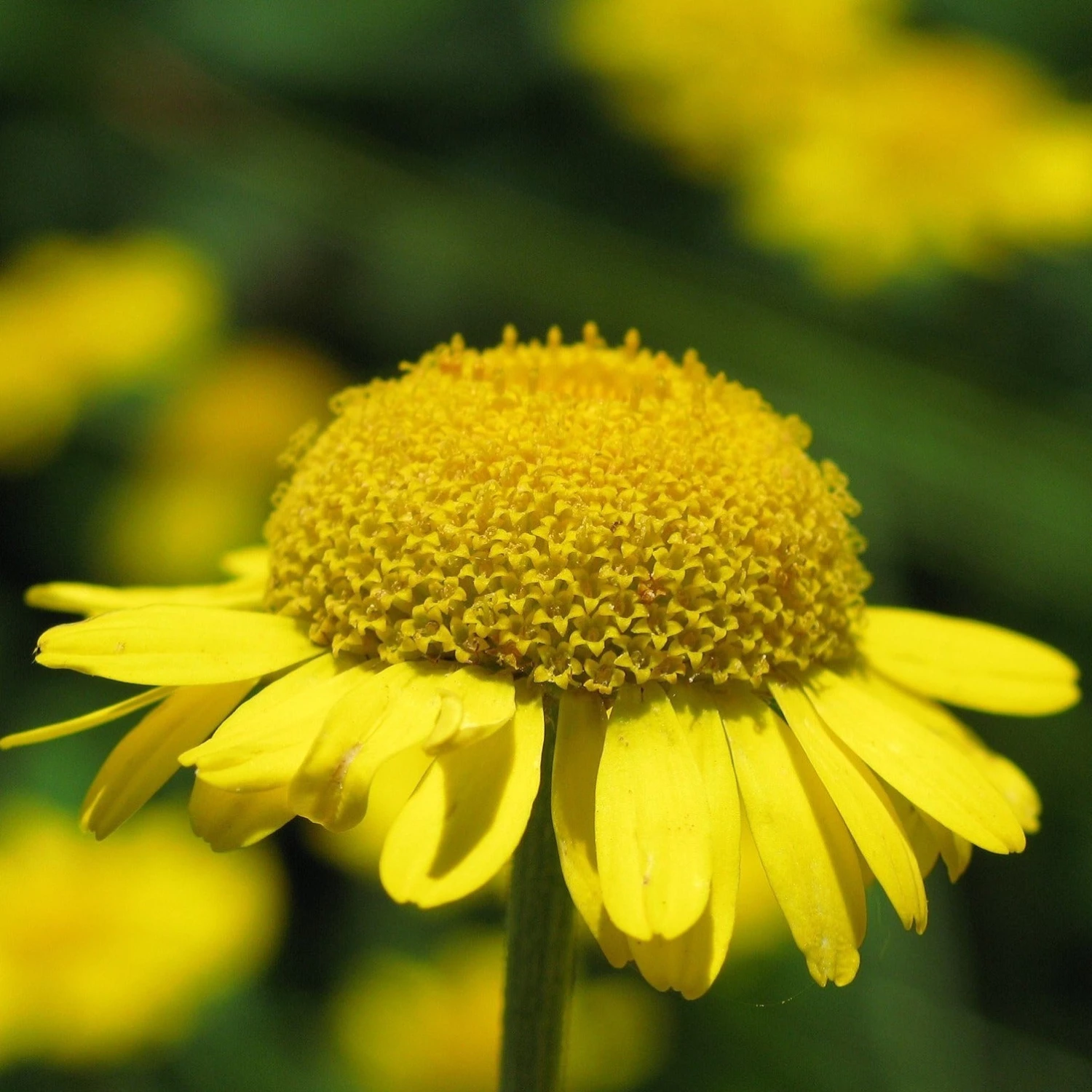 FuturePlanter Alle Pflanzen Im Shop Färber-Hundskamille (Anthemis Tinctoria) 1 FuturePlanter Alle Pflanzen Im Shop Färber-Hundskamille (Anthemis Tinctoria)