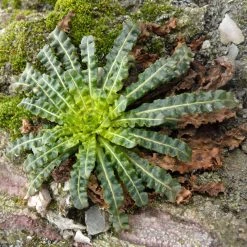 FuturePlanter Alle Pflanzen Im Shop Färber-Wau (Reseda Luteola)