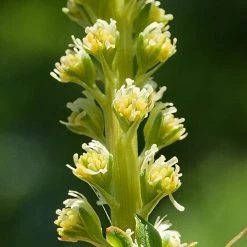 FuturePlanter Alle Pflanzen Im Shop Färber-Wau (Reseda Luteola)
