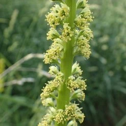 FuturePlanter Alle Pflanzen Im Shop Färber-Wau (Reseda Luteola)