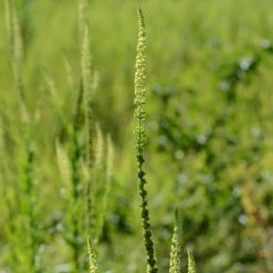 FuturePlanter Alle Pflanzen Im Shop Färber-Wau (Reseda Luteola)