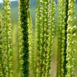FuturePlanter Alle Pflanzen Im Shop Färber-Wau (Reseda Luteola)