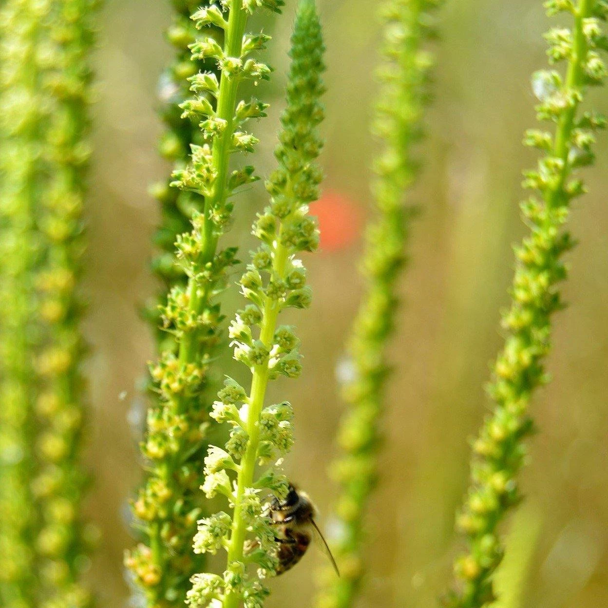 FuturePlanter "Zürich Stadt" Wildstauden-Set 4 FuturePlanter "Zürich Stadt" Wildstauden-Set