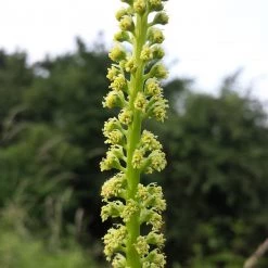 FuturePlanter Alle Pflanzen Im Shop Färber-Wau (Reseda Luteola)