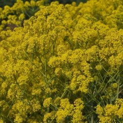 FuturePlanter Alle Pflanzen Im Shop Färberwaid (Isatis Tinctoria)
