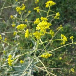 FuturePlanter Alle Pflanzen Im Shop Färberwaid (Isatis Tinctoria)