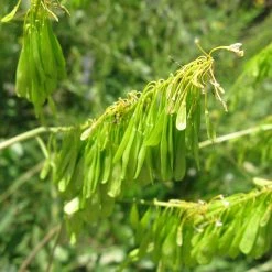 FuturePlanter Alle Pflanzen Im Shop Färberwaid (Isatis Tinctoria)