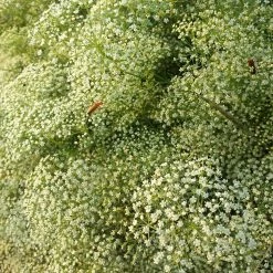 FuturePlanter Alle Pflanzen Im Shop Sicheldolde (Falcaria Vulgaris)