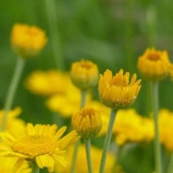 FuturePlanter Alle Pflanzen Im Shop Färber-Hundskamille (Anthemis Tinctoria) 12 FuturePlanter Alle Pflanzen Im Shop Färber-Hundskamille (Anthemis Tinctoria)