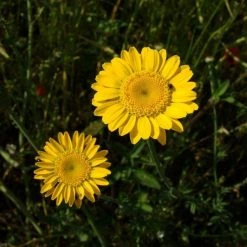 FuturePlanter Alle Pflanzen Im Shop Färber-Hundskamille (Anthemis Tinctoria)