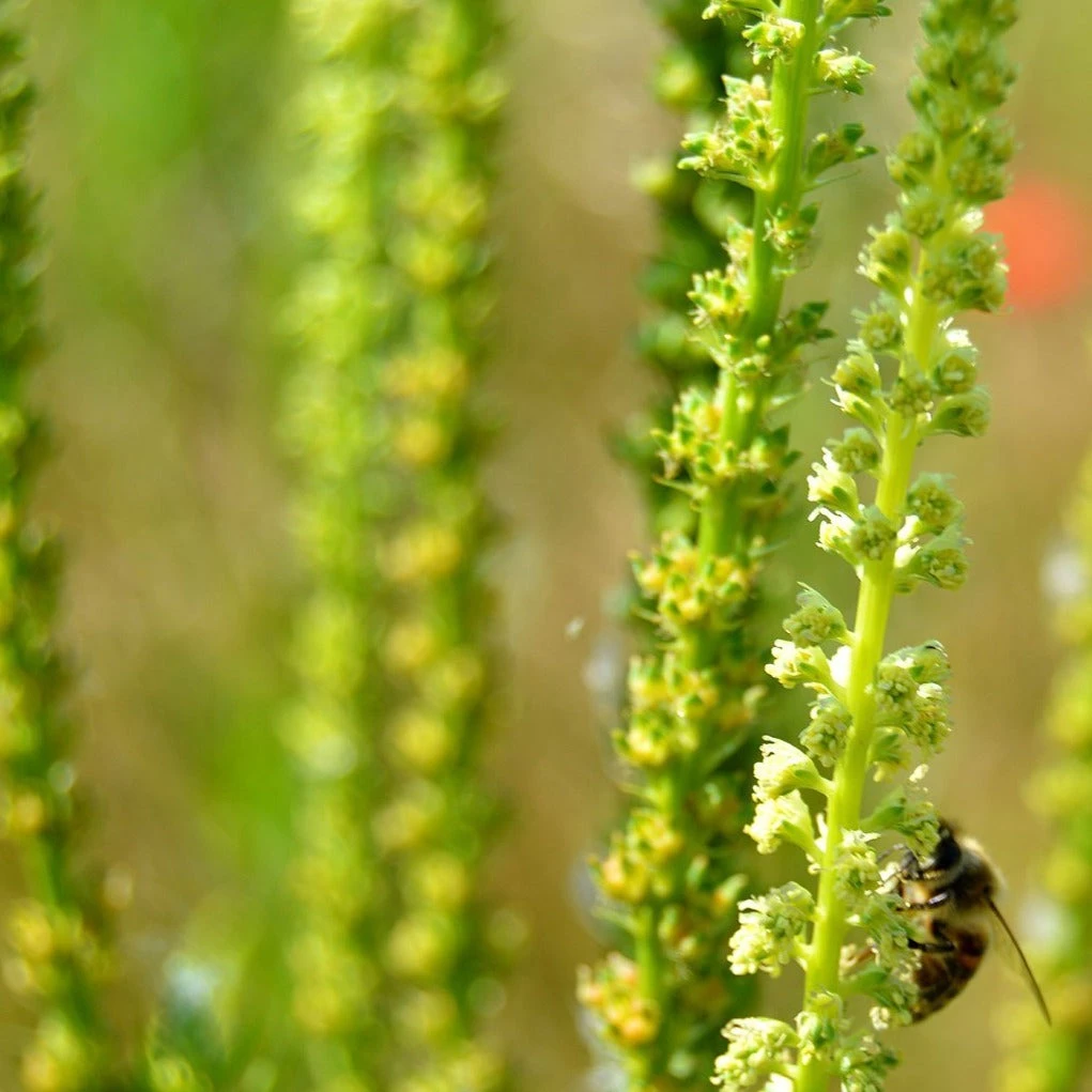 FuturePlanter "St. Gallen" Wildstauden-Set 4 FuturePlanter "St. Gallen" Wildstauden-Set