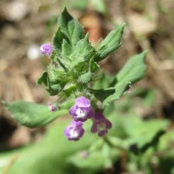 FuturePlanter Feld-Steinquendel (Acinos Arvensis) Alle Pflanzen Im Shop