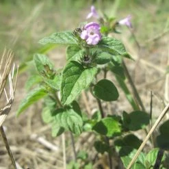 FuturePlanter Feld-Steinquendel (Acinos Arvensis) Alle Pflanzen Im Shop