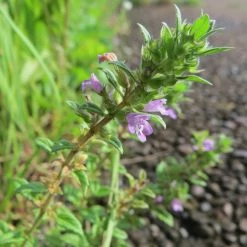 FuturePlanter Feld-Steinquendel (Acinos Arvensis) Alle Pflanzen Im Shop