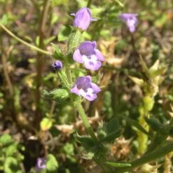 FuturePlanter Feld-Steinquendel (Acinos Arvensis) Alle Pflanzen Im Shop