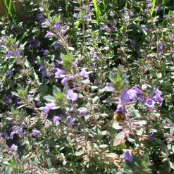 FuturePlanter Feld-Steinquendel (Acinos Arvensis) Alle Pflanzen Im Shop