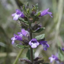 FuturePlanter Feld-Steinquendel (Acinos Arvensis) Alle Pflanzen Im Shop