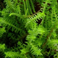 FuturePlanter Alle Pflanzen Im Shop Felsen-Fetthenne (Sedum Rupestre)