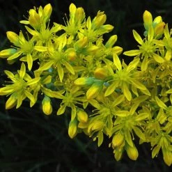 FuturePlanter Alle Pflanzen Im Shop Felsen-Fetthenne (Sedum Rupestre)