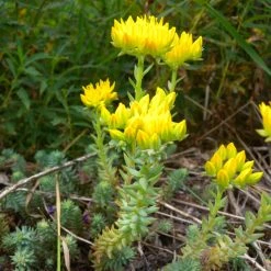 FuturePlanter Alle Pflanzen Im Shop Felsen-Fetthenne (Sedum Rupestre)