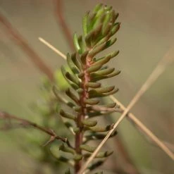 FuturePlanter Alle Pflanzen Im Shop Felsen-Fetthenne (Sedum Rupestre)
