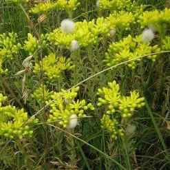 FuturePlanter Alle Pflanzen Im Shop Felsen-Fetthenne (Sedum Rupestre)