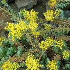 FuturePlanter Alle Pflanzen Im Shop Felsen-Fetthenne (Sedum Rupestre)