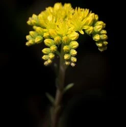 FuturePlanter Alle Pflanzen Im Shop Felsen-Fetthenne (Sedum Rupestre)