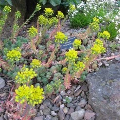 FuturePlanter Alle Pflanzen Im Shop Felsen-Fetthenne (Sedum Rupestre)