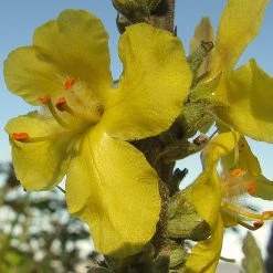 FuturePlanter Flockige Königskerze (Verbascum Pulverulentum)