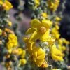 FuturePlanter Flockige Königskerze (Verbascum Pulverulentum)
