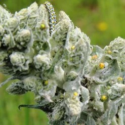 FuturePlanter Flockige Königskerze (Verbascum Pulverulentum)