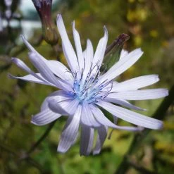 FuturePlanter Alle Pflanzen Im Shop Französischer Milchlattich (Cicerbita Plumieri)