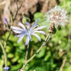 FuturePlanter Alle Pflanzen Im Shop Französischer Milchlattich (Cicerbita Plumieri)