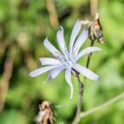 FuturePlanter Alle Pflanzen Im Shop Französischer Milchlattich (Cicerbita Plumieri)