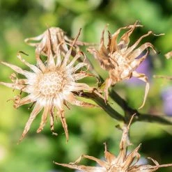 FuturePlanter Alle Pflanzen Im Shop Französischer Milchlattich (Cicerbita Plumieri)