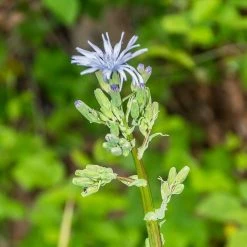 FuturePlanter Alle Pflanzen Im Shop Französischer Milchlattich (Cicerbita Plumieri)