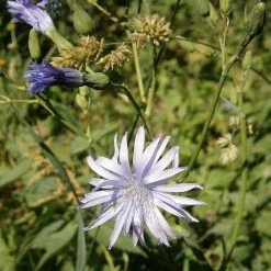FuturePlanter Alle Pflanzen Im Shop Französischer Milchlattich (Cicerbita Plumieri)