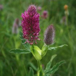 FuturePlanter Fuchsschwanz-Klee (Trifolium Rubens)