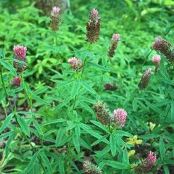 FuturePlanter Fuchsschwanz-Klee (Trifolium Rubens)