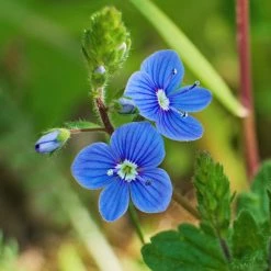 FuturePlanter Alle Pflanzen Im Shop Gamander-Ehrenpreis (Veronica Chamaedrys) 11 FuturePlanter Alle Pflanzen Im Shop Gamander-Ehrenpreis (Veronica Chamaedrys)