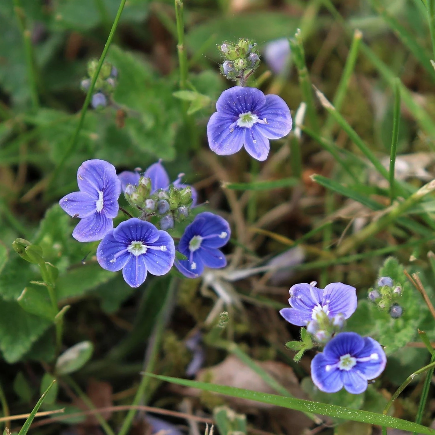 FuturePlanter Alle Pflanzen Im Shop Gamander-Ehrenpreis (Veronica Chamaedrys) 2 FuturePlanter Alle Pflanzen Im Shop Gamander-Ehrenpreis (Veronica Chamaedrys)