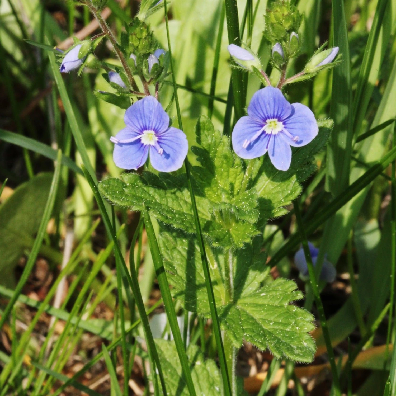 FuturePlanter Alle Pflanzen Im Shop Gamander-Ehrenpreis (Veronica Chamaedrys) 7 FuturePlanter Alle Pflanzen Im Shop Gamander-Ehrenpreis (Veronica Chamaedrys)