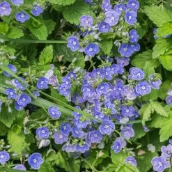 FuturePlanter Alle Pflanzen Im Shop Gamander-Ehrenpreis (Veronica Chamaedrys) 15 FuturePlanter Alle Pflanzen Im Shop Gamander-Ehrenpreis (Veronica Chamaedrys)