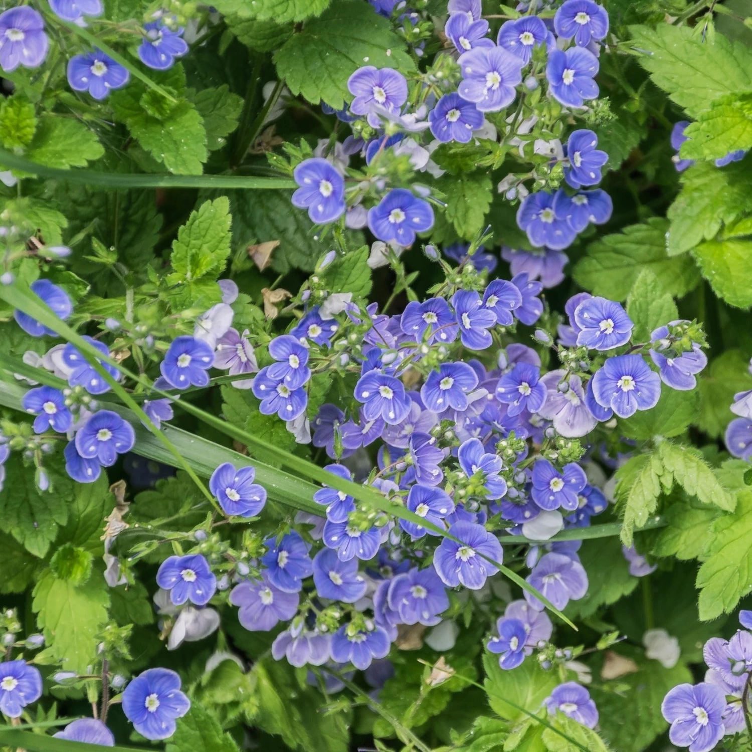 FuturePlanter Alle Pflanzen Im Shop Gamander-Ehrenpreis (Veronica Chamaedrys) 8 FuturePlanter Alle Pflanzen Im Shop Gamander-Ehrenpreis (Veronica Chamaedrys)