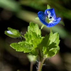 FuturePlanter Alle Pflanzen Im Shop Gamander-Ehrenpreis (Veronica Chamaedrys) 12 FuturePlanter Alle Pflanzen Im Shop Gamander-Ehrenpreis (Veronica Chamaedrys)