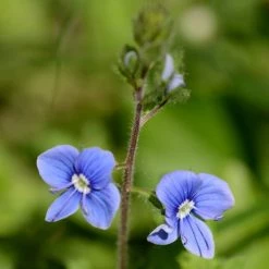 FuturePlanter Alle Pflanzen Im Shop Gamander-Ehrenpreis (Veronica Chamaedrys) 10 FuturePlanter Alle Pflanzen Im Shop Gamander-Ehrenpreis (Veronica Chamaedrys)