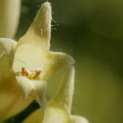 FuturePlanter Alle Pflanzen Im Shop Gelber Fingerhut (Digitalis Lutea)