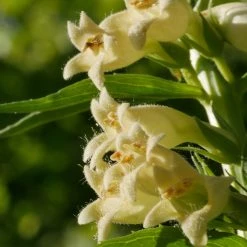 FuturePlanter Alle Pflanzen Im Shop Gelber Fingerhut (Digitalis Lutea)