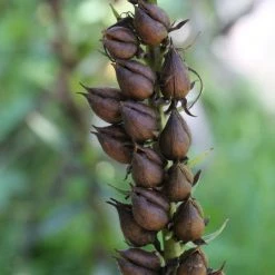 FuturePlanter Alle Pflanzen Im Shop Gelber Fingerhut (Digitalis Lutea)